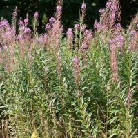 Rosebay Willowherb